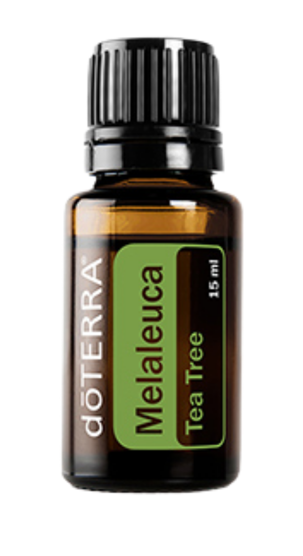 Melaleuca
